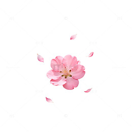 粉色樱花飘落浪漫壁纸