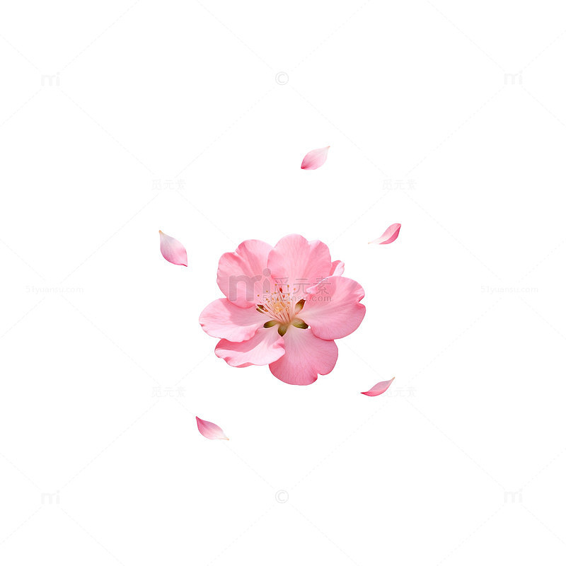 粉色樱花飘落浪漫壁纸