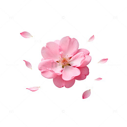 粉色樱花浪漫背景设计