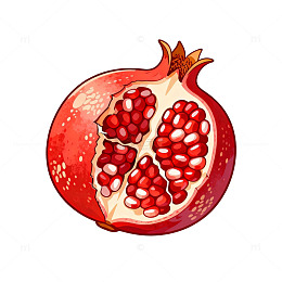 石榴手绘插画