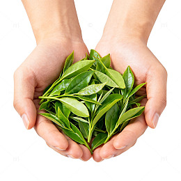 双手捧绿叶茶素材