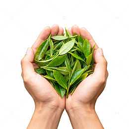 双手捧绿叶茶叶特写