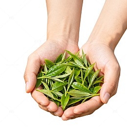双手捧绿茶叶素材