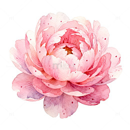 水彩粉色芍药花矢量图案