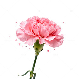 粉色康乃馨花朵特写