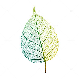 渐变色彩叶子插画素材