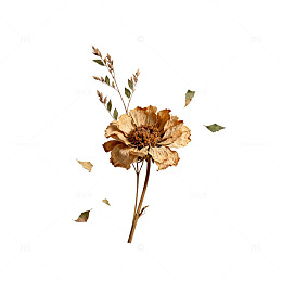 复古干花装饰图案设计素材