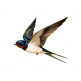 燕子飞翔插画素材