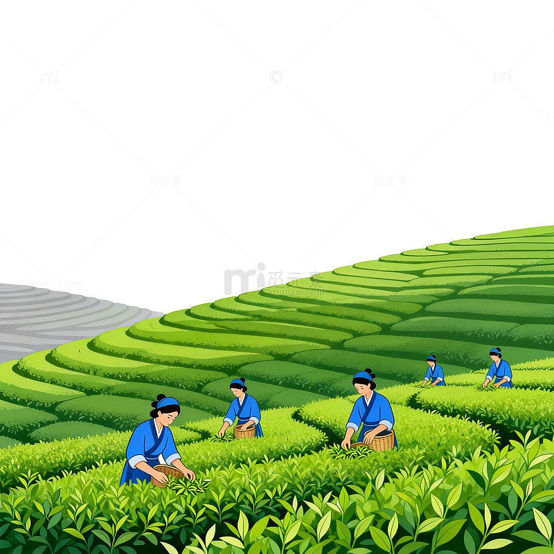 茶园劳作插画