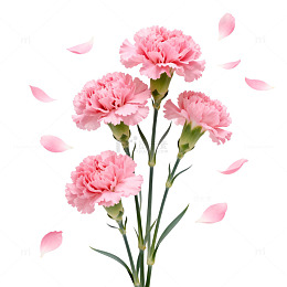 粉色康乃馨花瓣飘落插画
