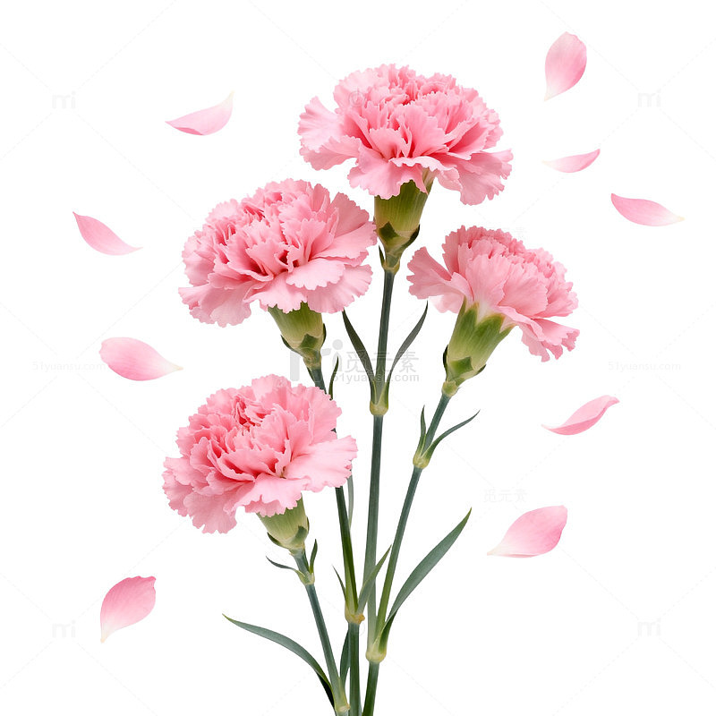 粉色康乃馨花瓣飘落插画