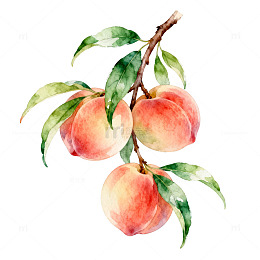 水彩桃子插画设计素材