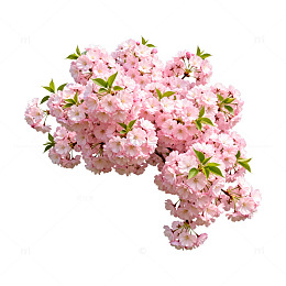 樱花盛开春色美