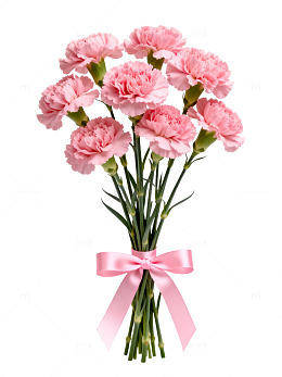 粉色康乃馨花束图片