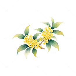 桂花树枝插画设计素材