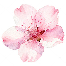 水彩樱花特写艺术绘画