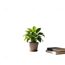 简约窗台绿植光影