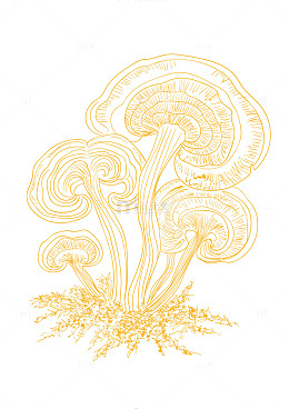 简约线条蘑菇插画素材