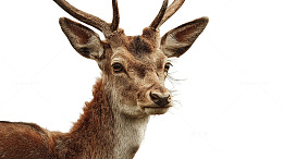 森林王者的静谧凝视