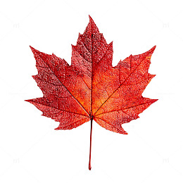 落叶飘零的秋日交响曲