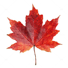 秋日叶影交织的诗意画卷