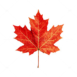 秋日金色叶海的梦幻交响