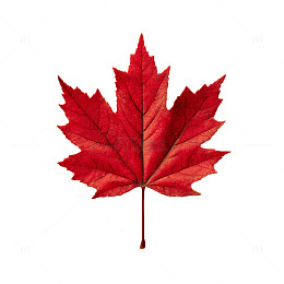 秋叶飞舞的梦境之境