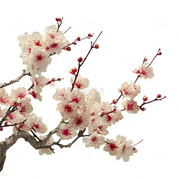 春意盎然的梅花盛开图