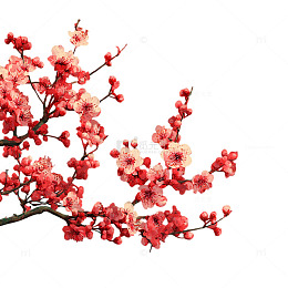 绽放的樱花时光倒流