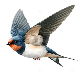 春风里翩翩起舞的燕之吟