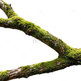 苔藓树枝自然片