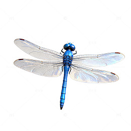 蓝色蜻蜓昆虫特写