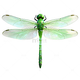 绿色蜻蜓透明素材