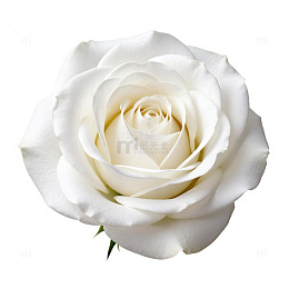 纯白玫瑰特写片