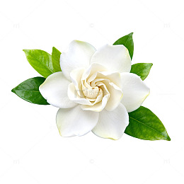 清新栀子花特写素材