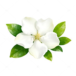 清新自然栀子花矢量插画