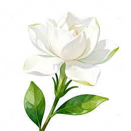 清新白玉兰花手绘插画素材