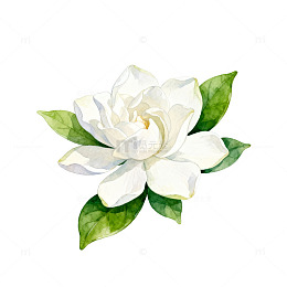 水彩栀子花手绘插画