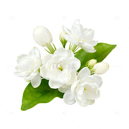 清新雅致茉莉花束片