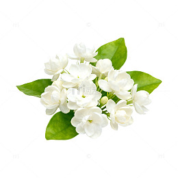 清新茉莉花束写真