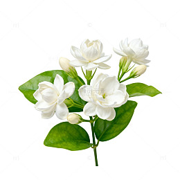 茉莉花白绿相间盆栽