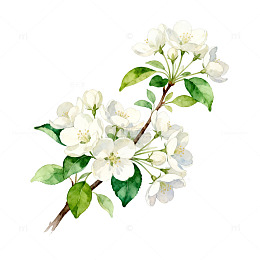 水彩花卉植物插画