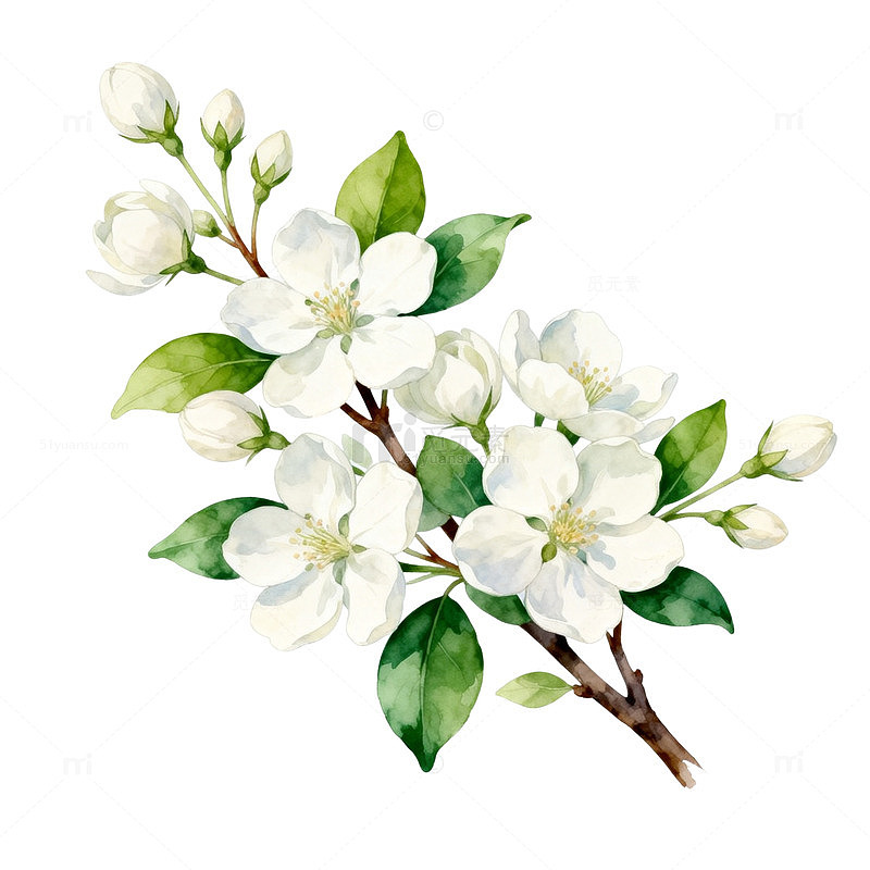 水彩风格白色花朵插画设计素材