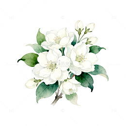 水彩花卉白色花朵绿叶装饰画