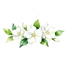 水彩白花香草花卉装饰图案