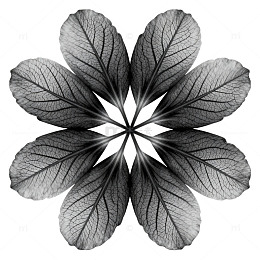 对称美学植物叶脉图案设计素材