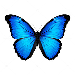 蓝蝴蝶图案装饰素材