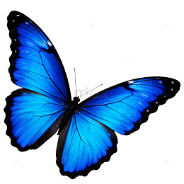 蓝色蝴蝶透明背景图片