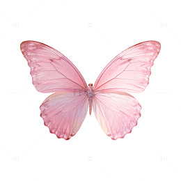 粉色蝴蝶透明背景素材
