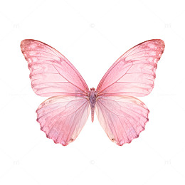 粉红蝴蝶水彩画素材